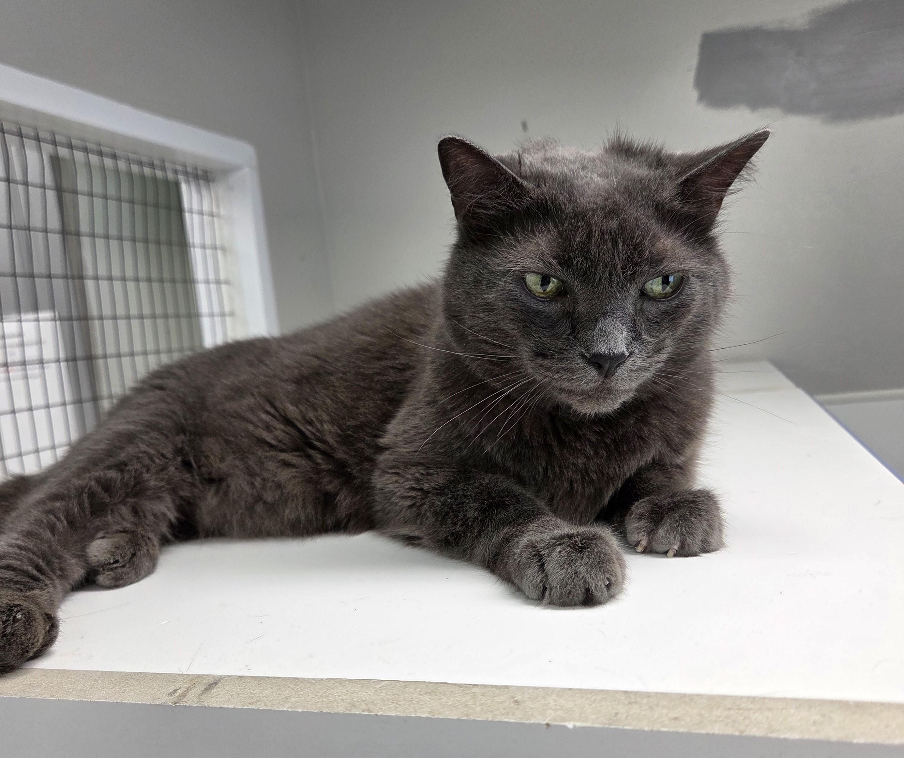 Enlarge Shadow, a ADOPTABLE mixed breed in Carsonville, MI image 1/1