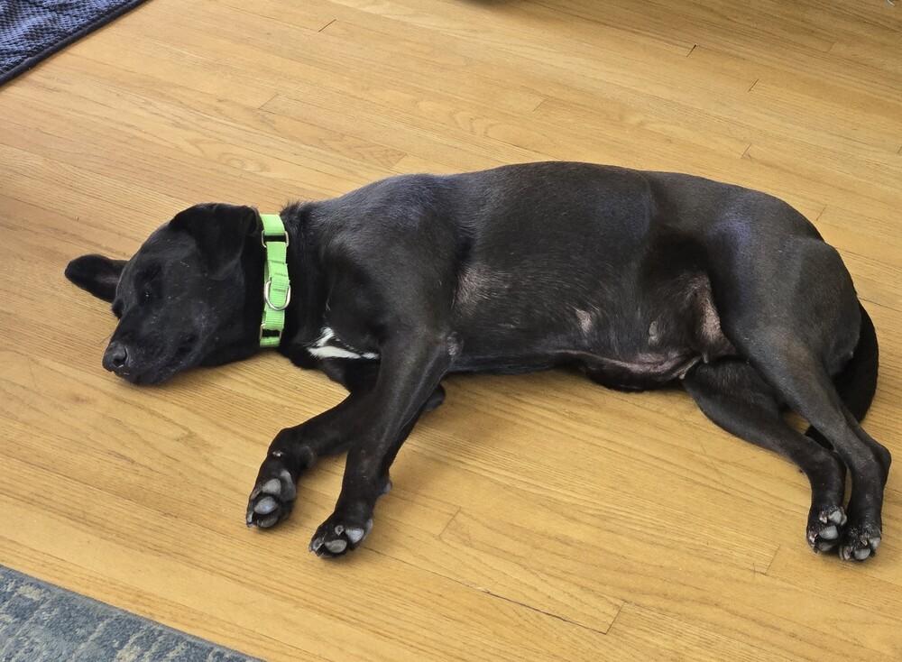 Wilbur 2, Adoptable, Adult Female Terrier.