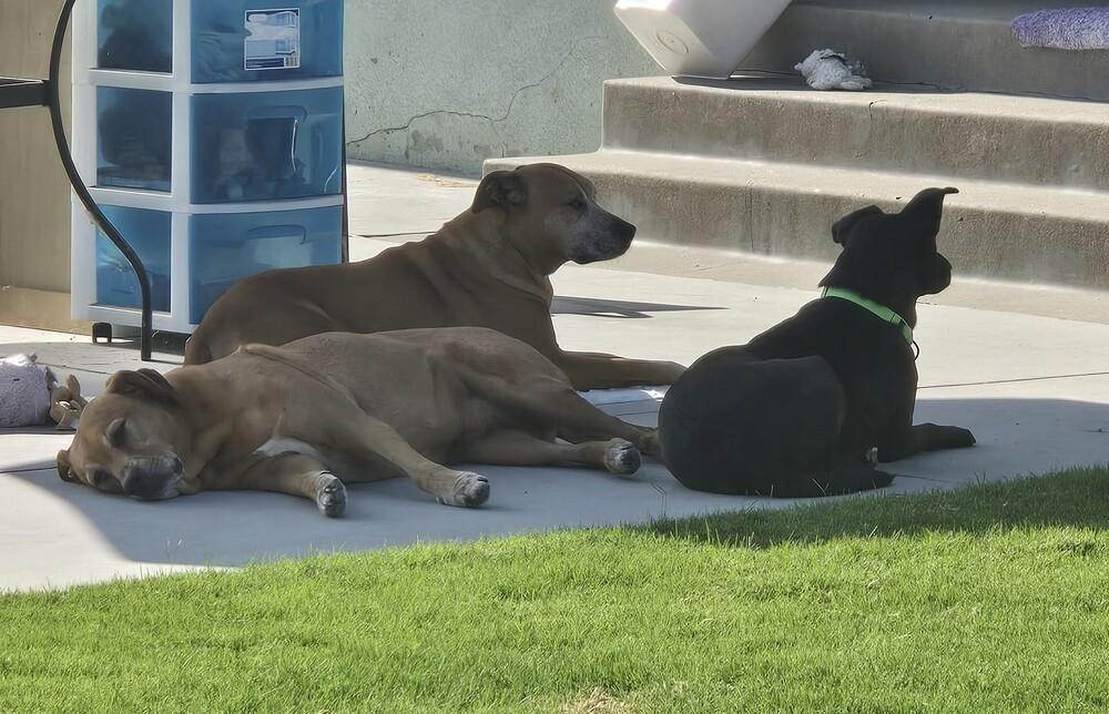 Enlarge Wilbur 2, a Adoptable mixed breed in San Diego, CA image 2/4