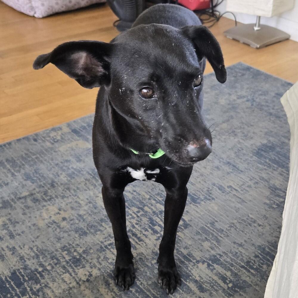 Enlarge Wilbur 2, a Adoptable mixed breed in San Diego, CA image 3/4