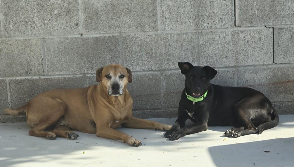 Enlarge Wilbur 2, a Adoptable mixed breed in San Diego, CA image 4/4