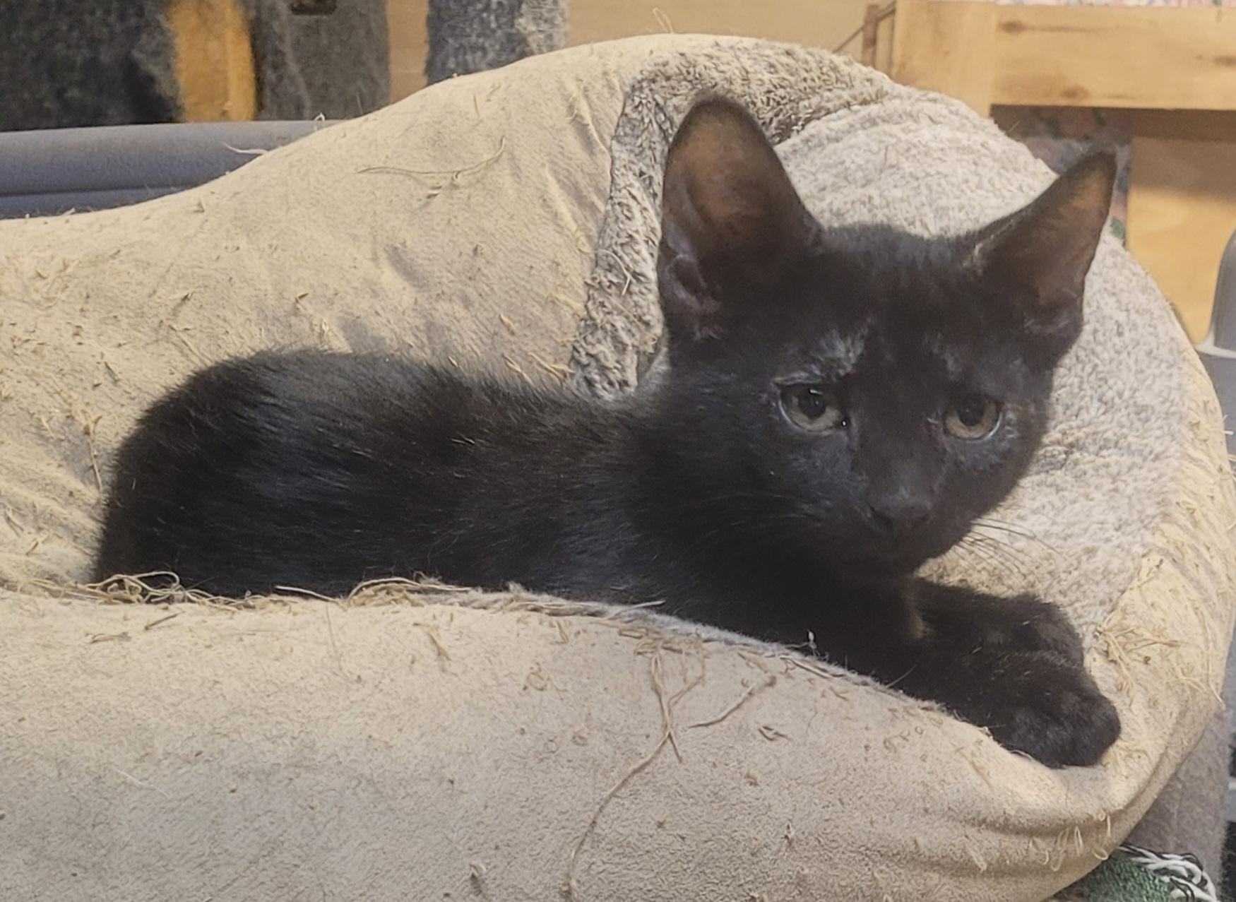 Enlarge Scardy cat, a Adopted Bombay in Milltown, NJ image 1/4