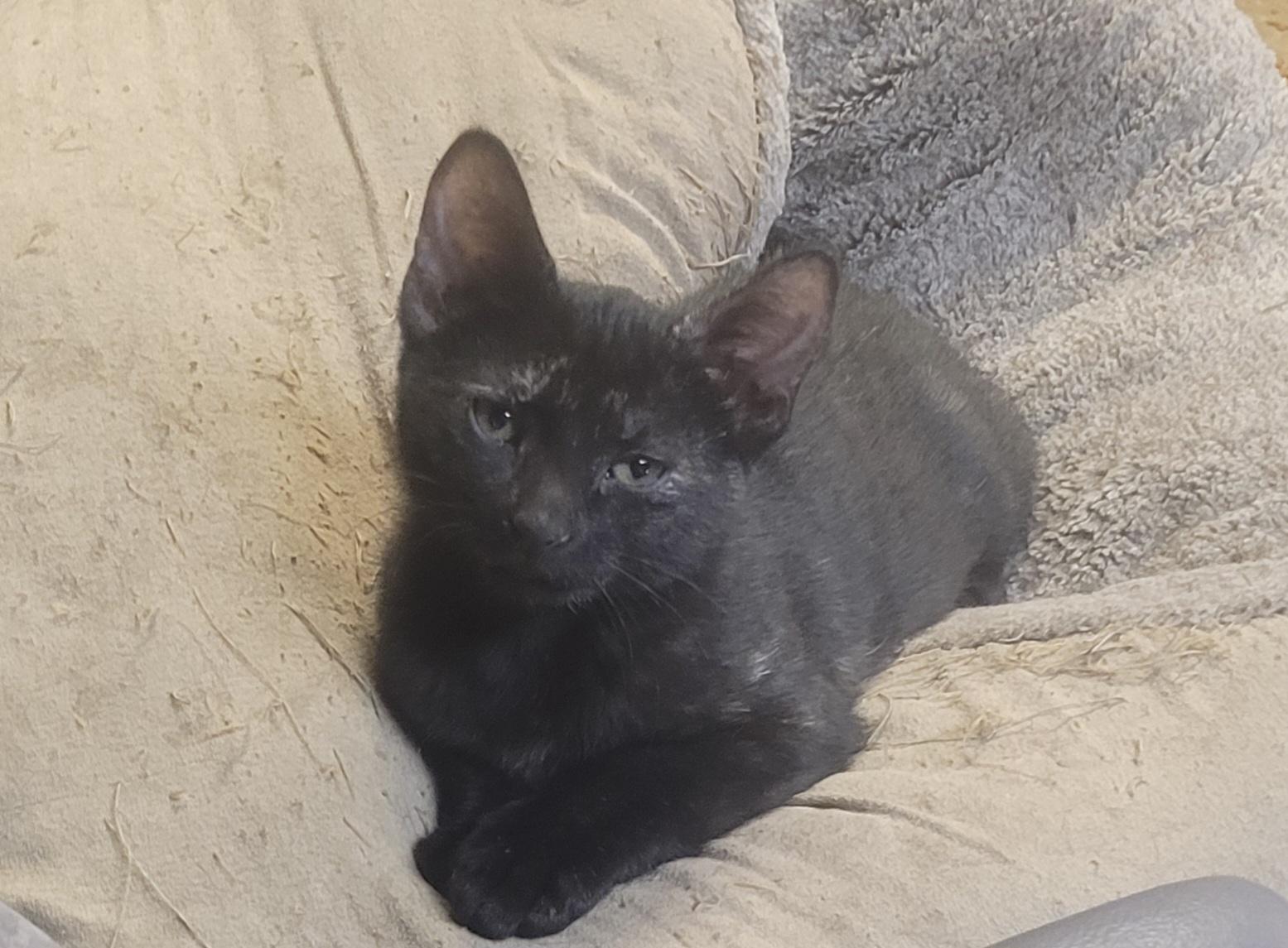 Enlarge Scardy cat, a Adopted Bombay in Milltown, NJ image 2/4