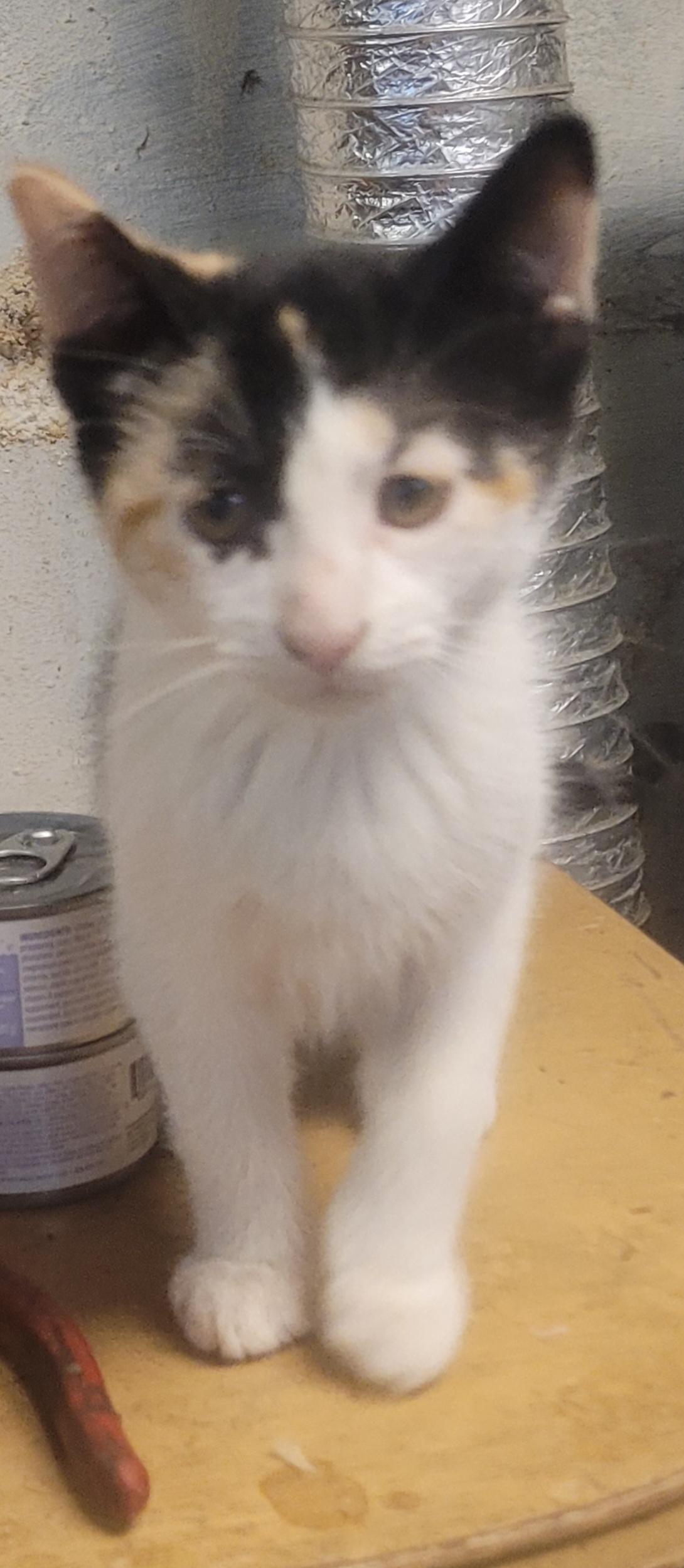 Enlarge Scardy cat, a Adopted Bombay in Milltown, NJ image 3/4