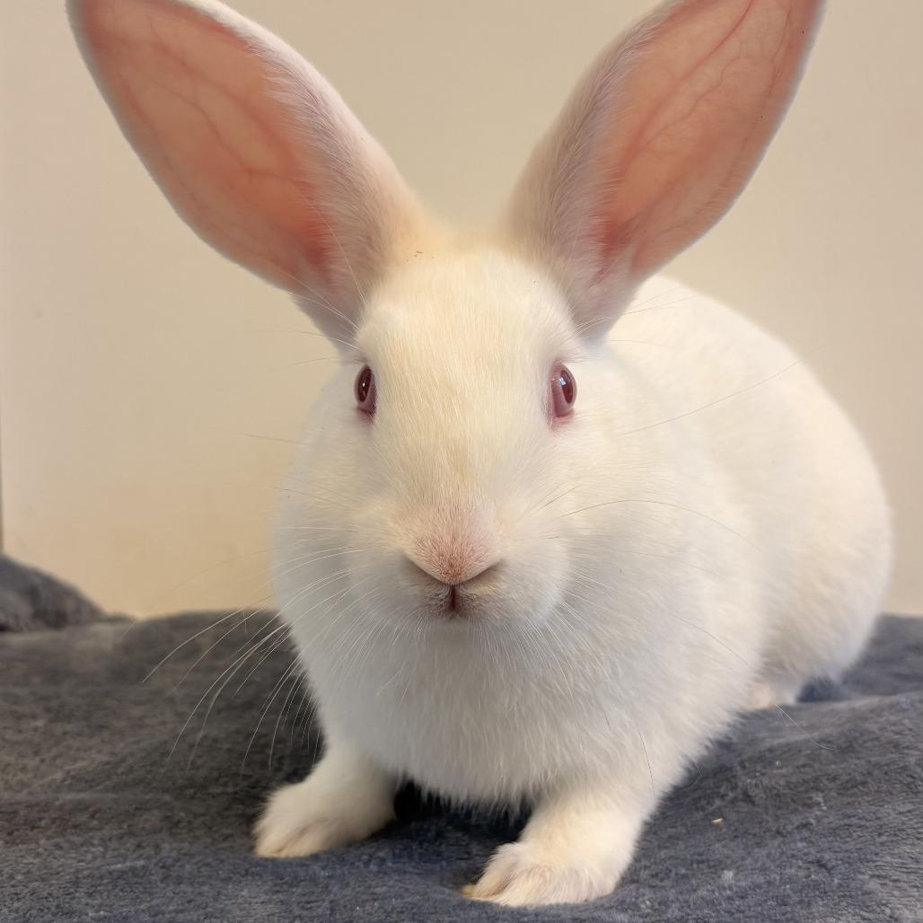 Enlarge Nolan, a Adoptable Rex in Stokesdale, NC image 1/1