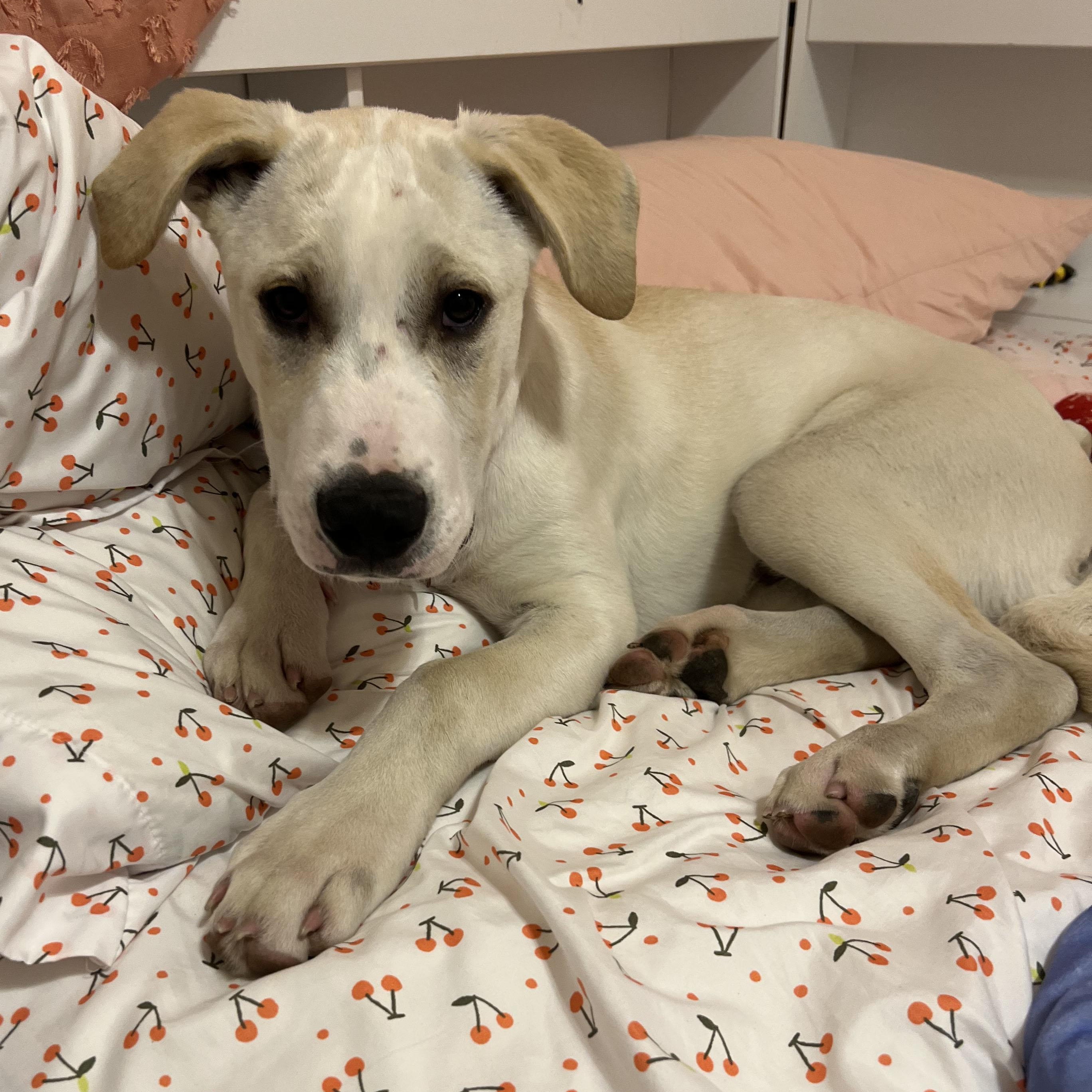 Enlarge Chance, a Adoptable mixed breed in San Francisco, CA image 2/4