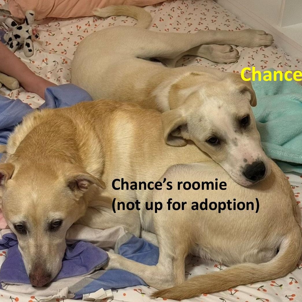 Enlarge Chance, a Adoptable mixed breed in San Francisco, CA image 1/5