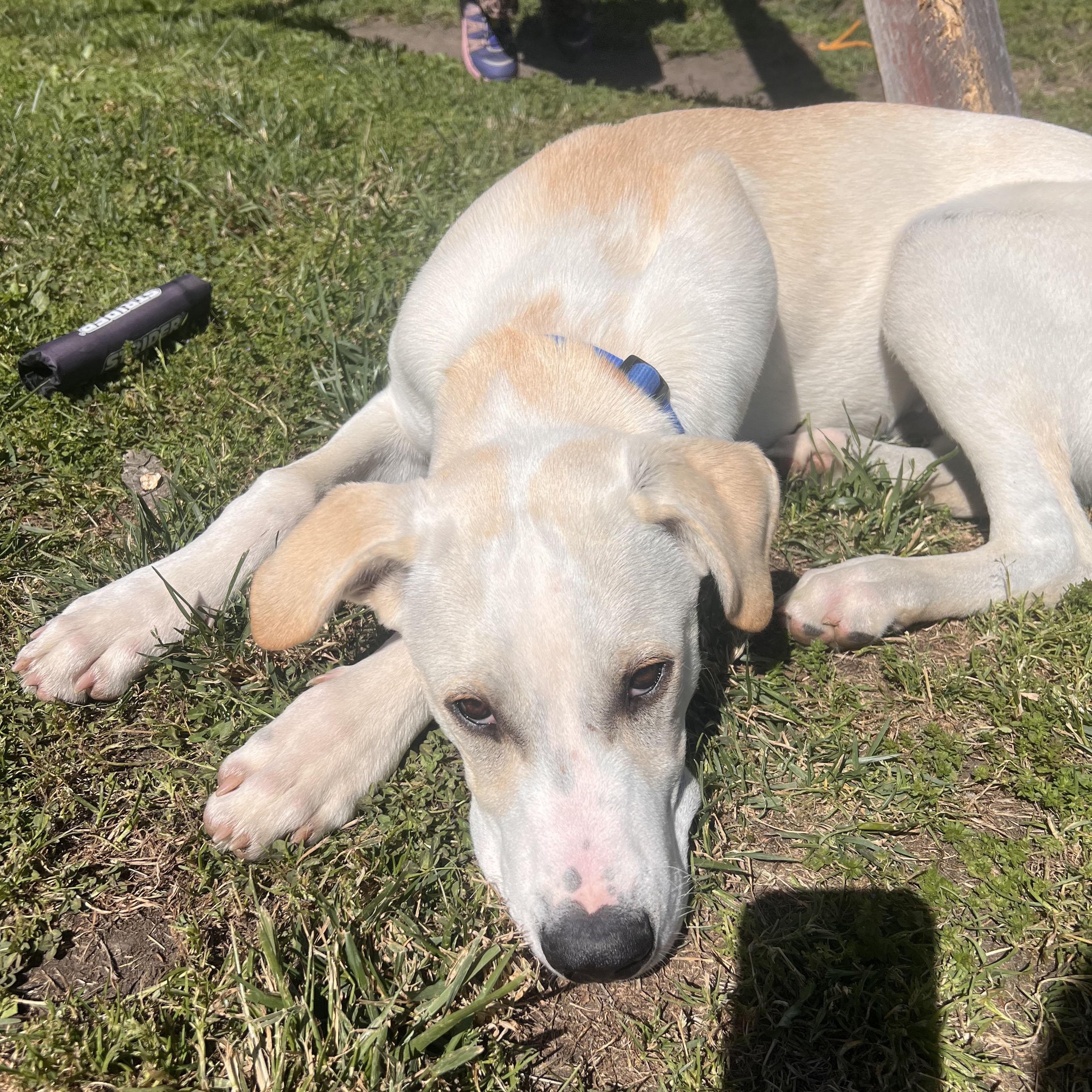 Enlarge Chance, a Adoptable mixed breed in San Francisco, CA image 3/4