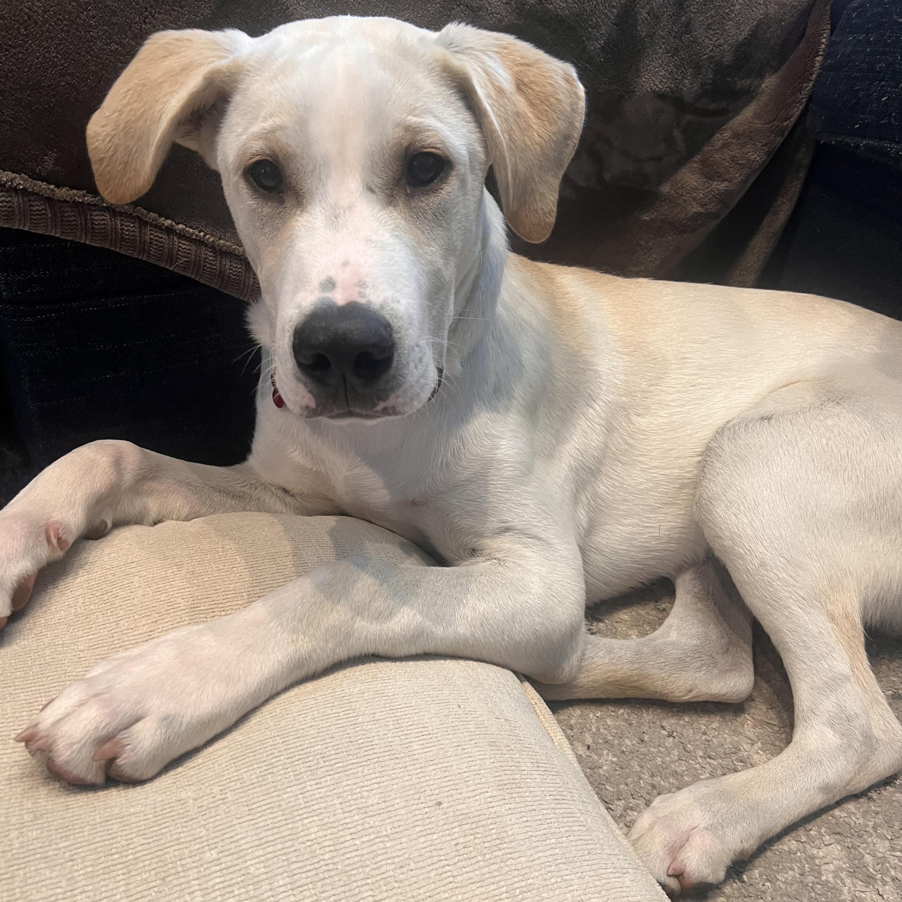 Chance, Adoptable, Puppy Male Labrador Retriever.