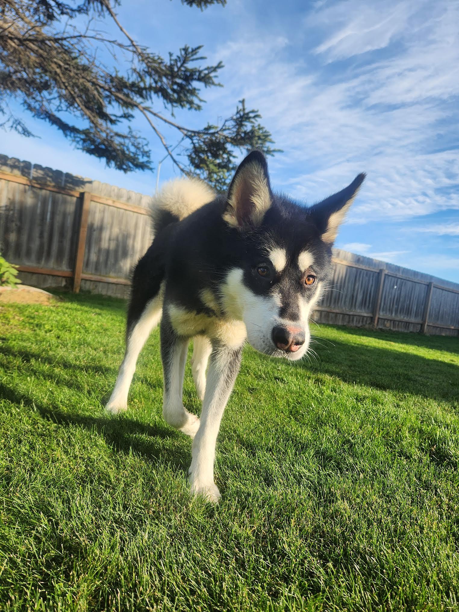 Shishka, an adoptable Husky in Homer, AK, 99603 | Photo Image 2