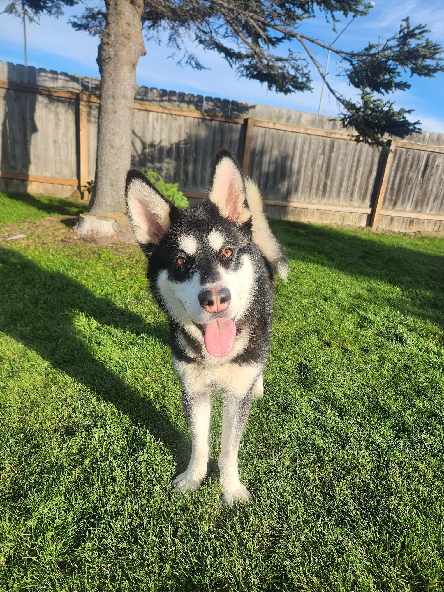 Shishka, an adoptable Husky in Homer, AK, 99603 | Photo Image 1