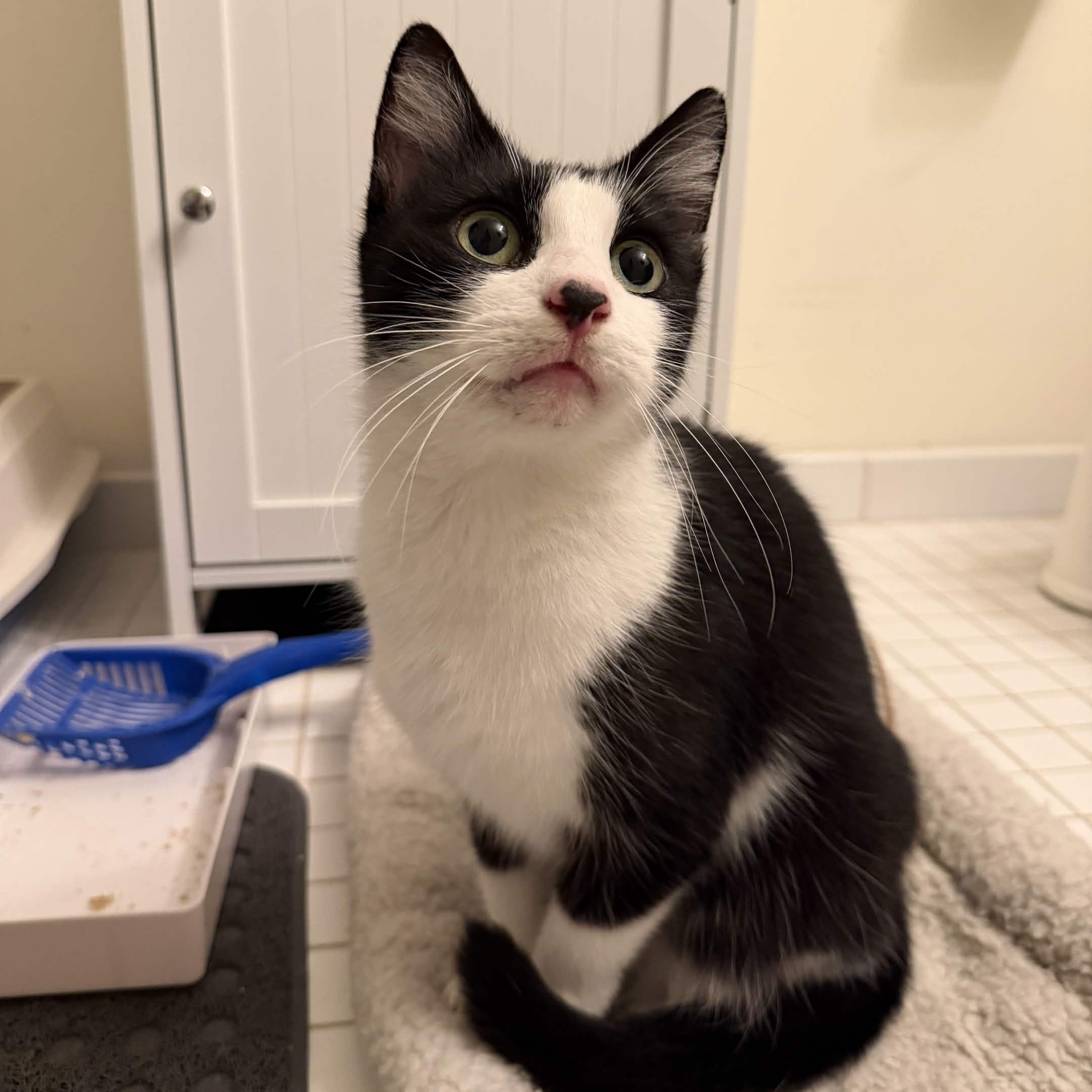 Enlarge Moomie, a Adopted Domestic Short Hair in Weehawken, NJ image 1/6