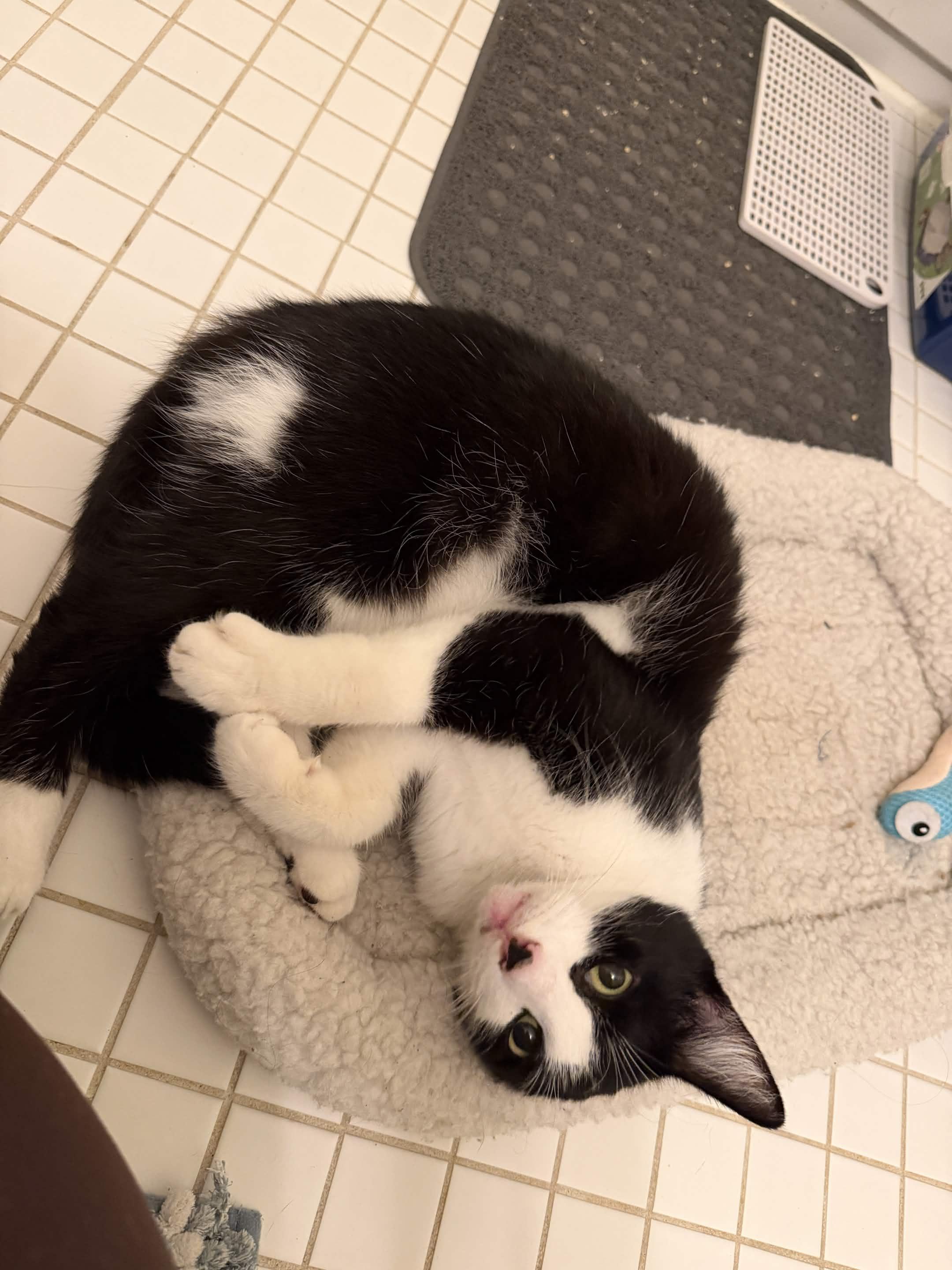 Enlarge Moomie, a Adopted Domestic Short Hair in Weehawken, NJ image 2/6