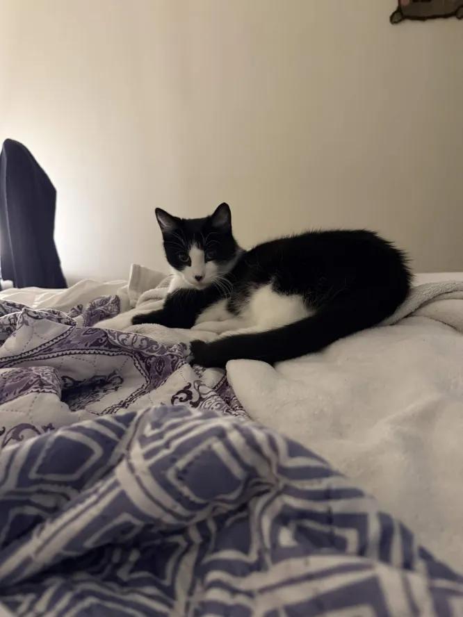 Enlarge Moomie, a Adopted Domestic Short Hair in Weehawken, NJ image 5/6