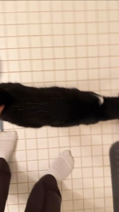 Enlarge Moomie, a Adopted Domestic Short Hair in Weehawken, NJ video 3/6