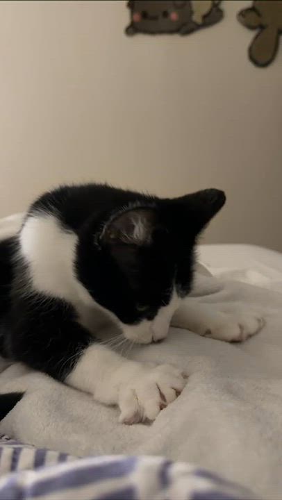 Enlarge Moomie, a Adopted Domestic Short Hair in Weehawken, NJ video 6/6