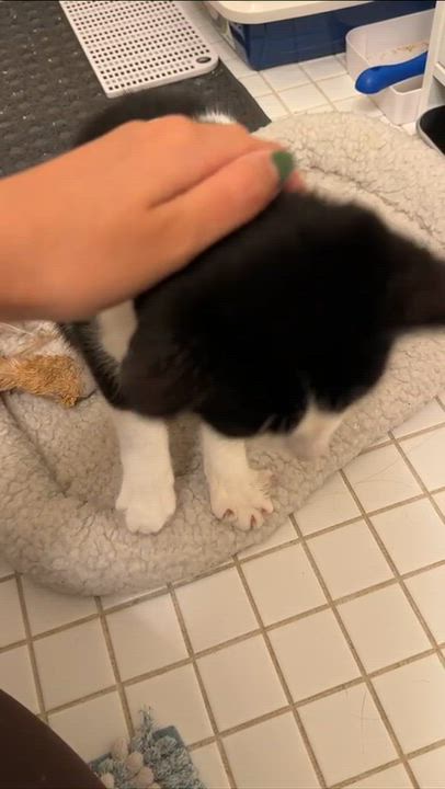 Enlarge Moomie, a Adopted Domestic Short Hair in Weehawken, NJ video 4/6