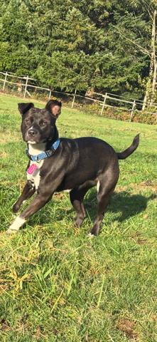 Enlarge Bee, an adoptable mixed breed in Bothell, WA image 1/2