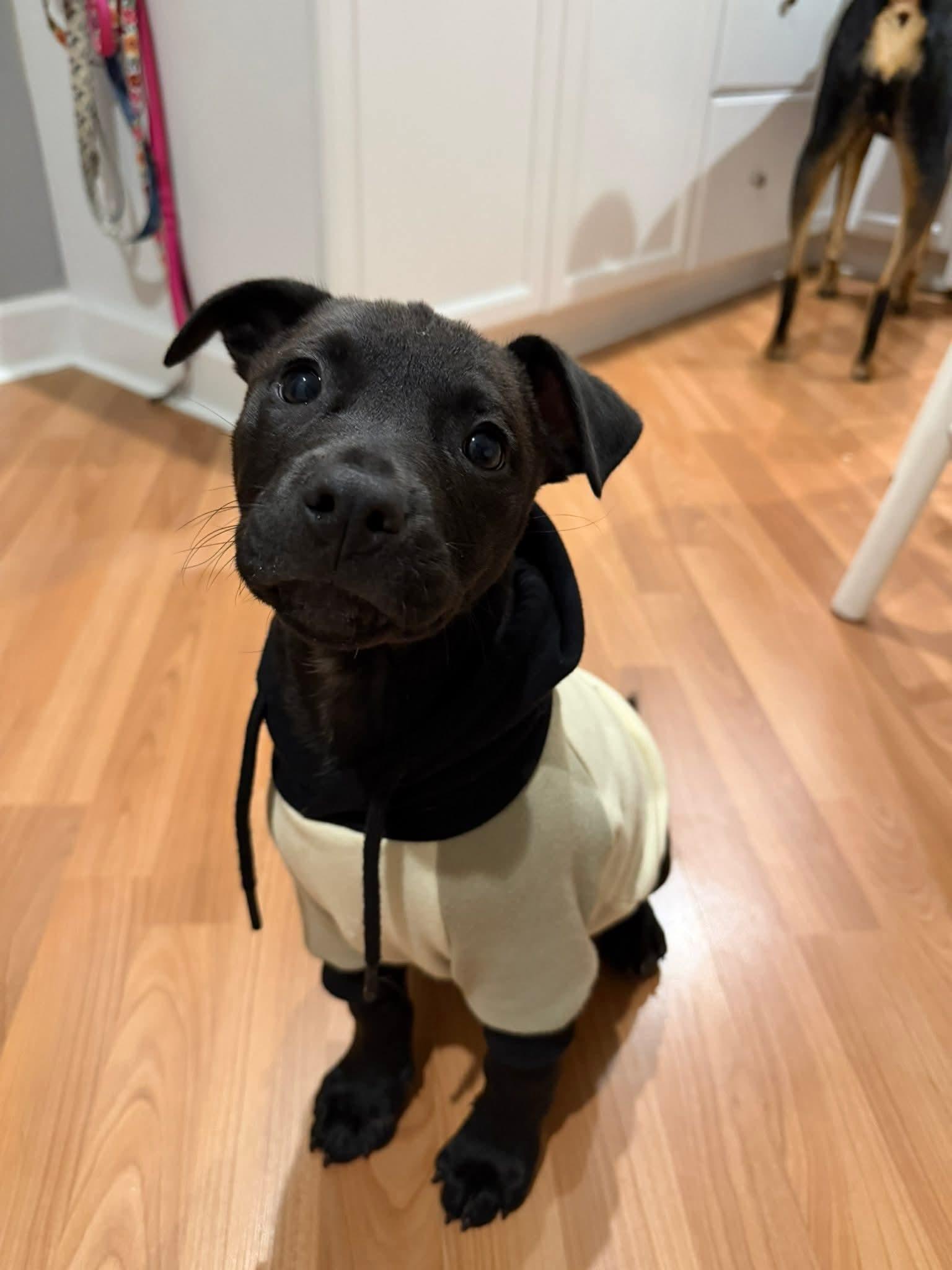 Jalen, ADOPTABLE, Puppy Male Terrier.