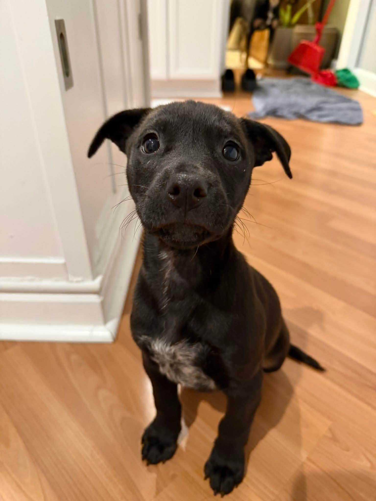 Enlarge Jalen, a ADOPTABLE mixed breed in Collingswood, NJ image 2/3