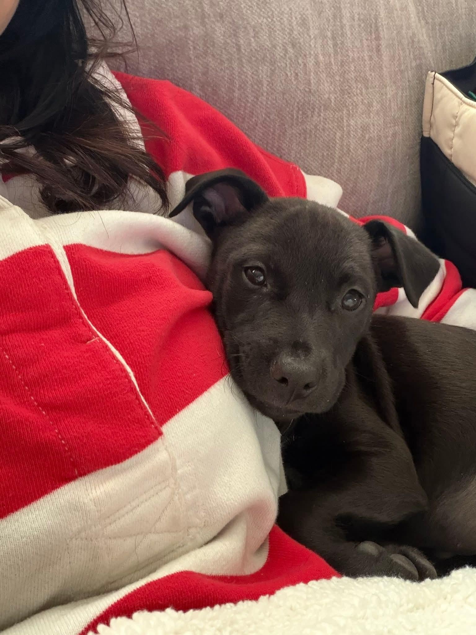 Enlarge Jalen, a ADOPTABLE mixed breed in Collingswood, NJ image 3/3