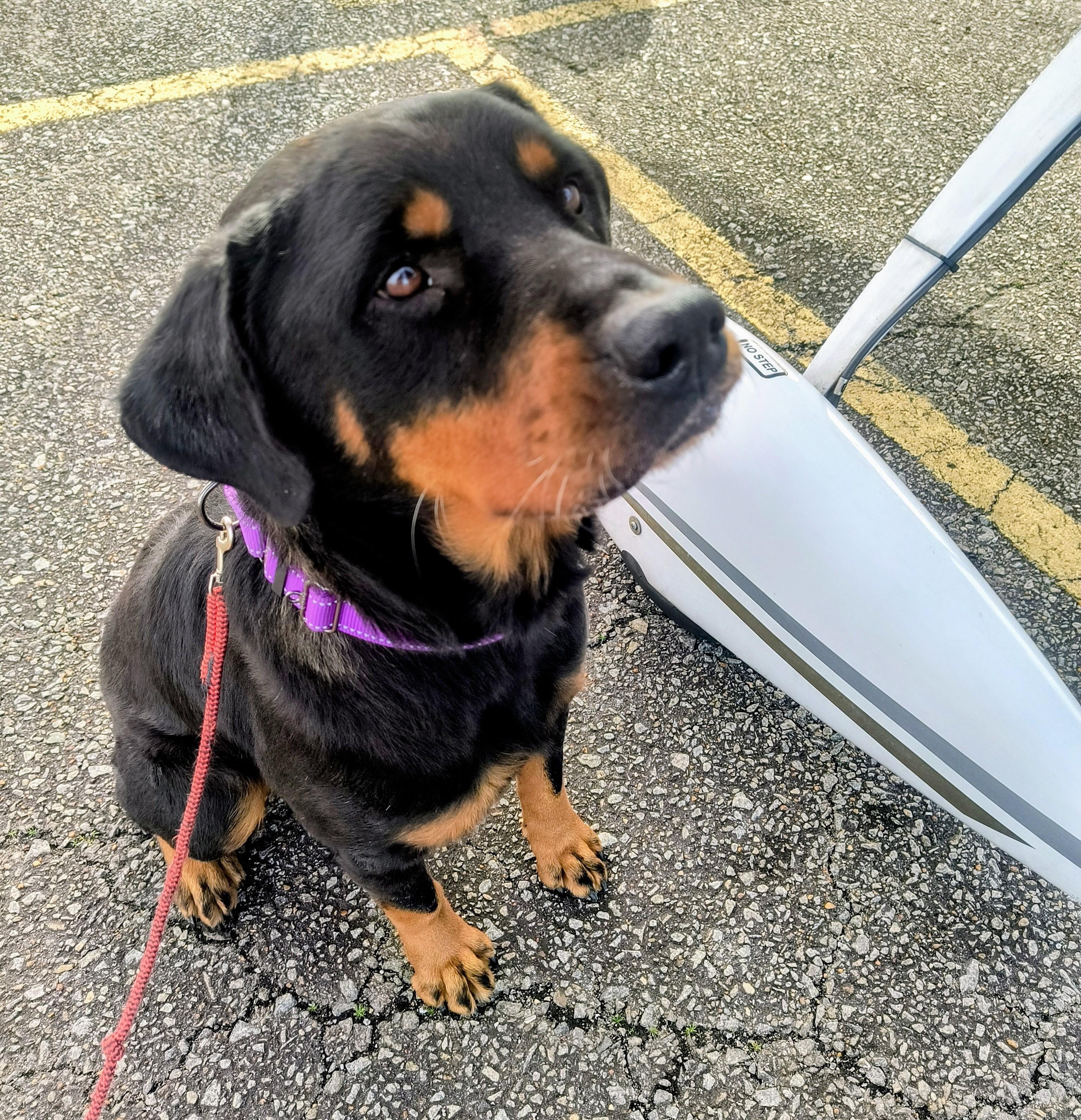 Enlarge Nala, an adopted mixed breed in Chesapeake, VA image 1/5