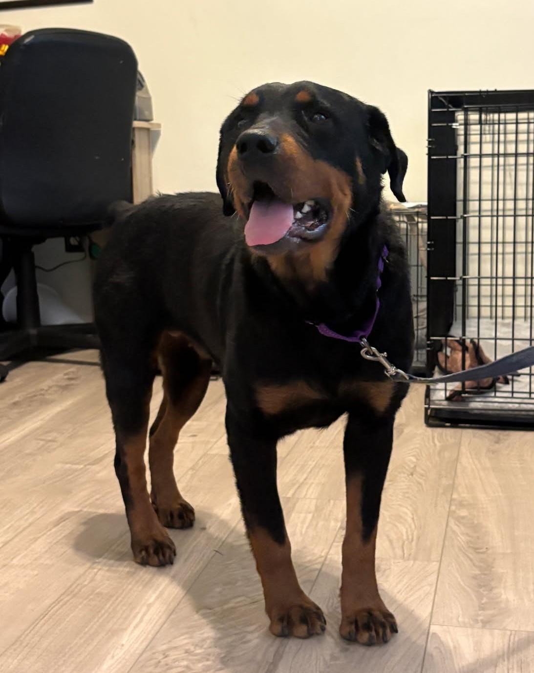 Enlarge Nala, an adopted mixed breed in Chesapeake, VA image 3/5