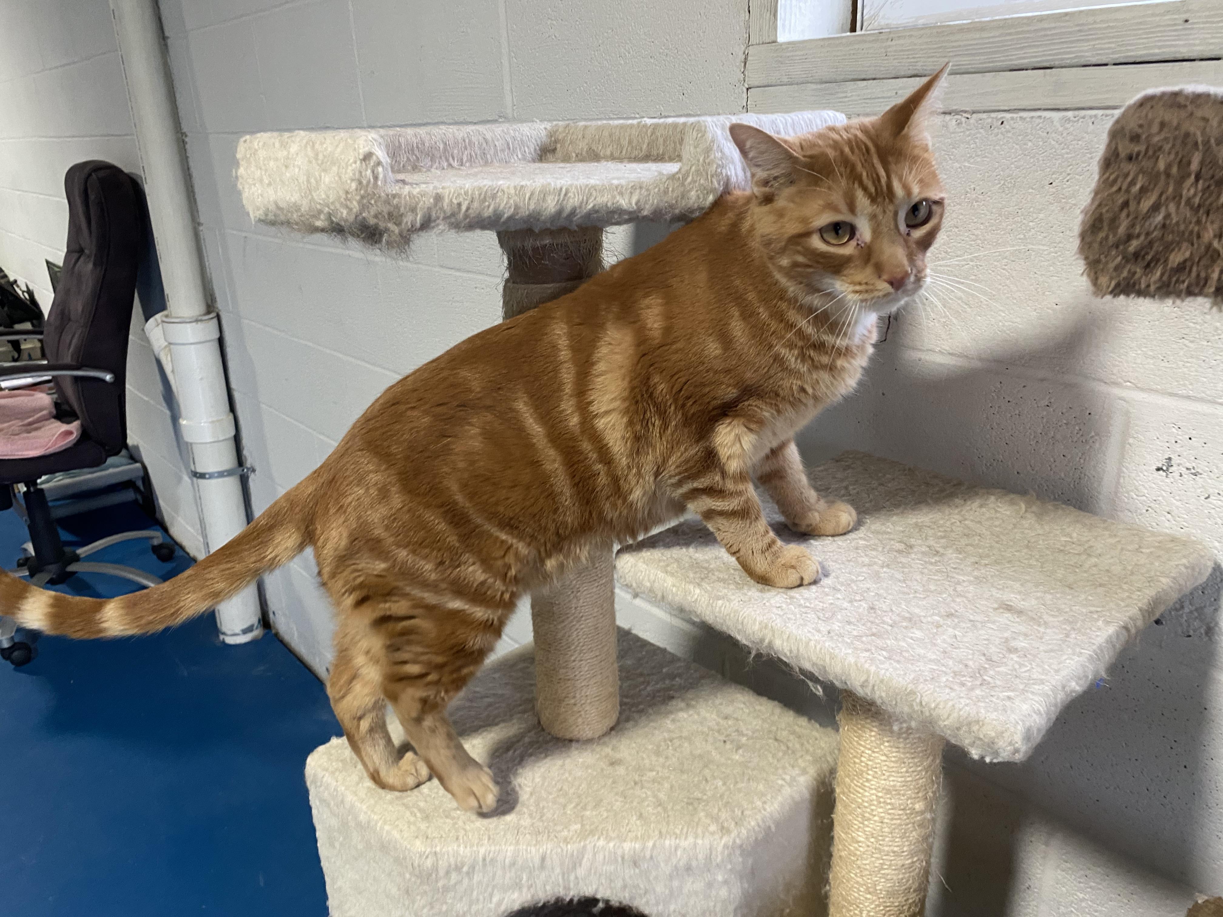 Enlarge Paprika, an adopted Domestic Short Hair in Lemoyne, PA image 3/6