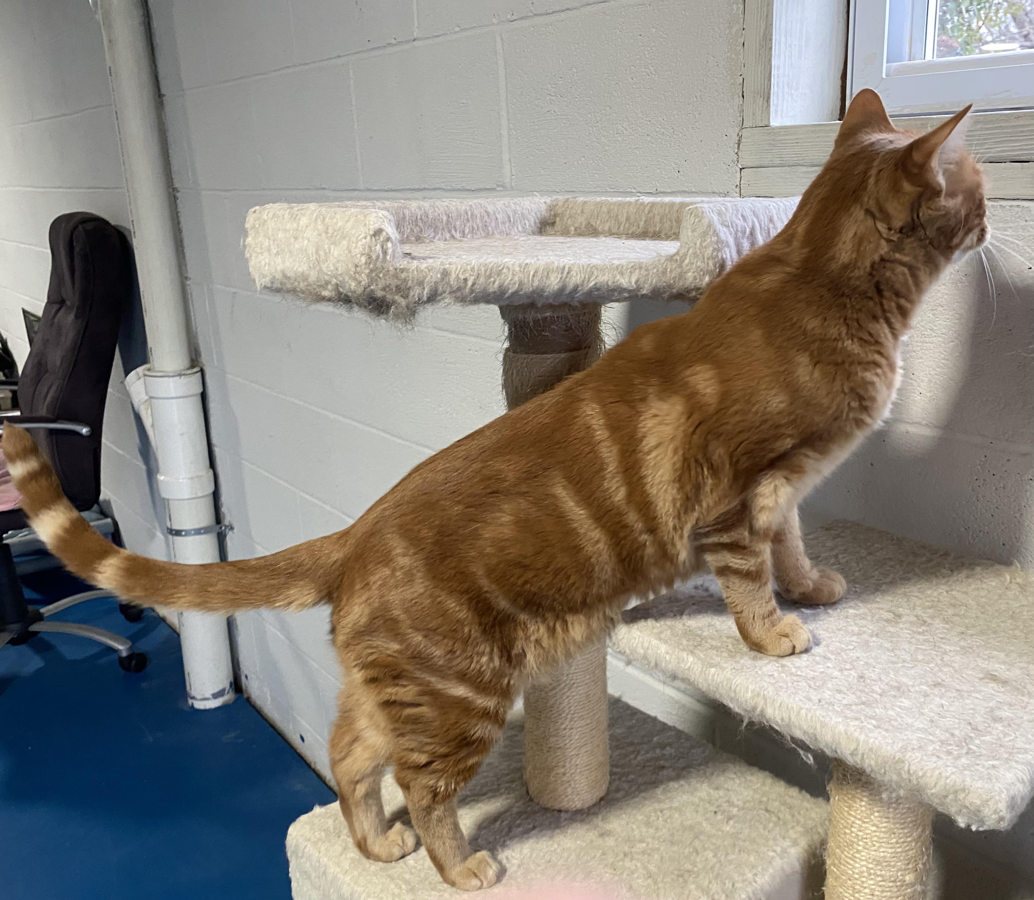 Enlarge Paprika, an adopted Domestic Short Hair in Lemoyne, PA image 5/6