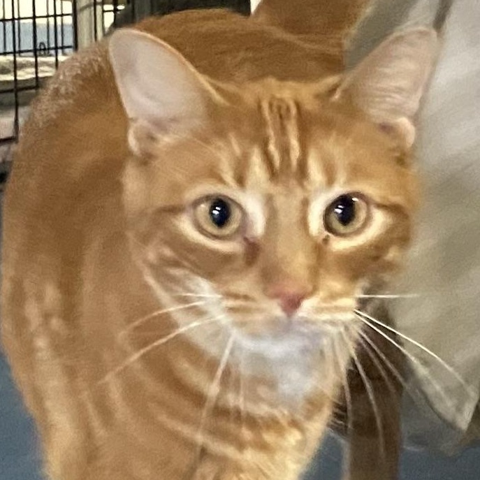 Enlarge Paprika, an adopted Domestic Short Hair in Lemoyne, PA image 2/6