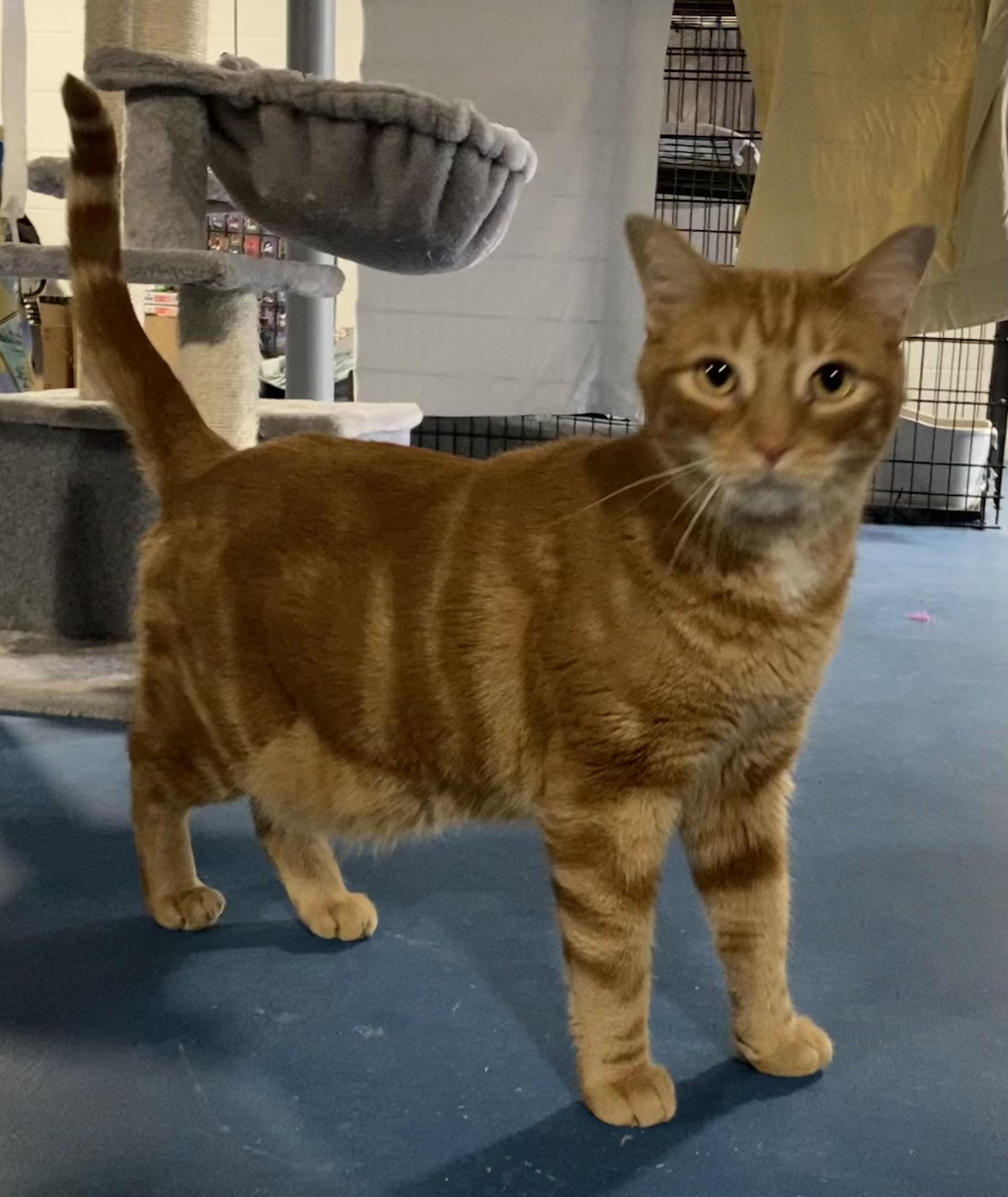 Enlarge Paprika, an adopted Domestic Short Hair in Lemoyne, PA image 1/6