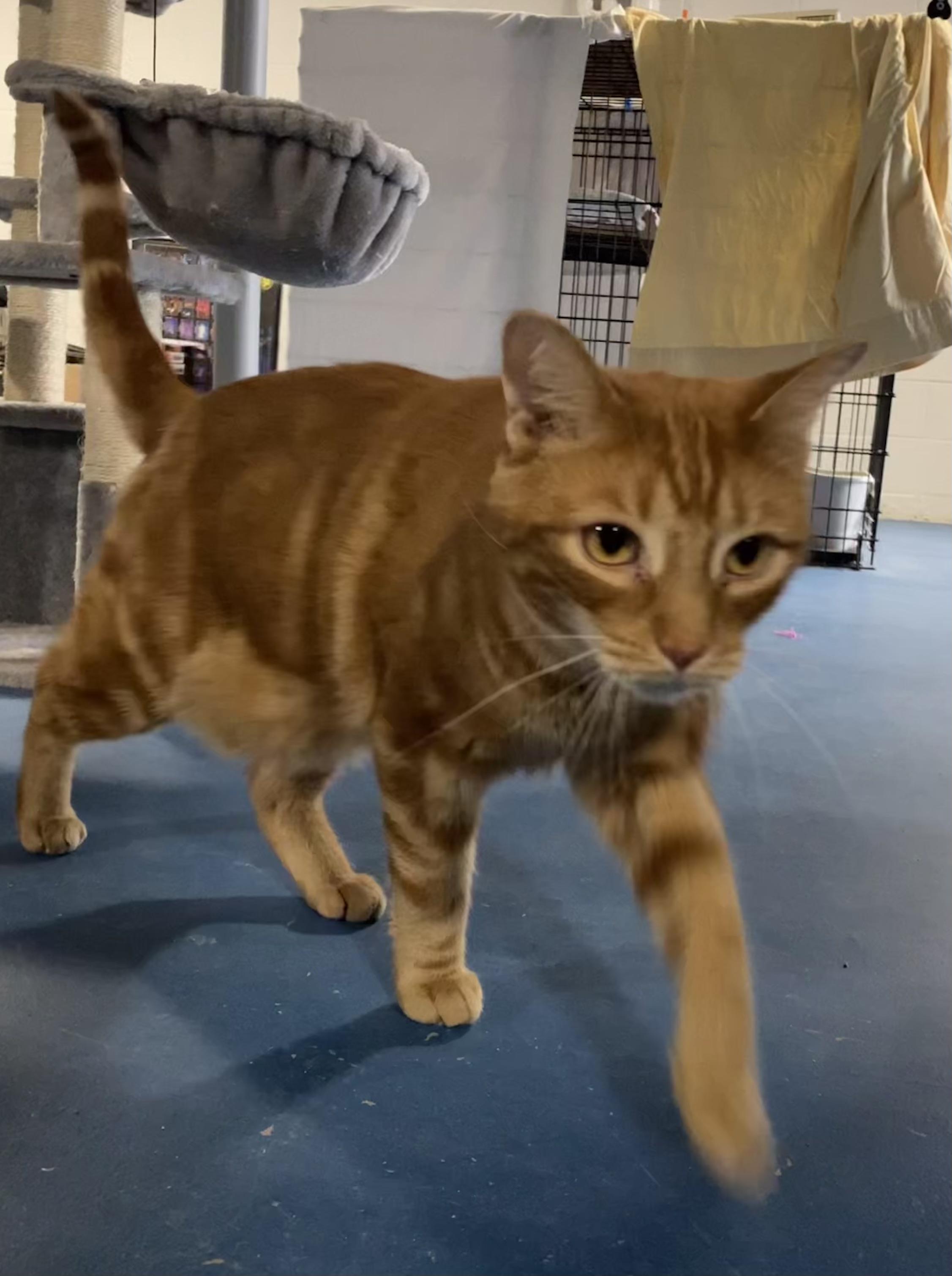 Enlarge Paprika, an adopted Domestic Short Hair in Lemoyne, PA image 4/6