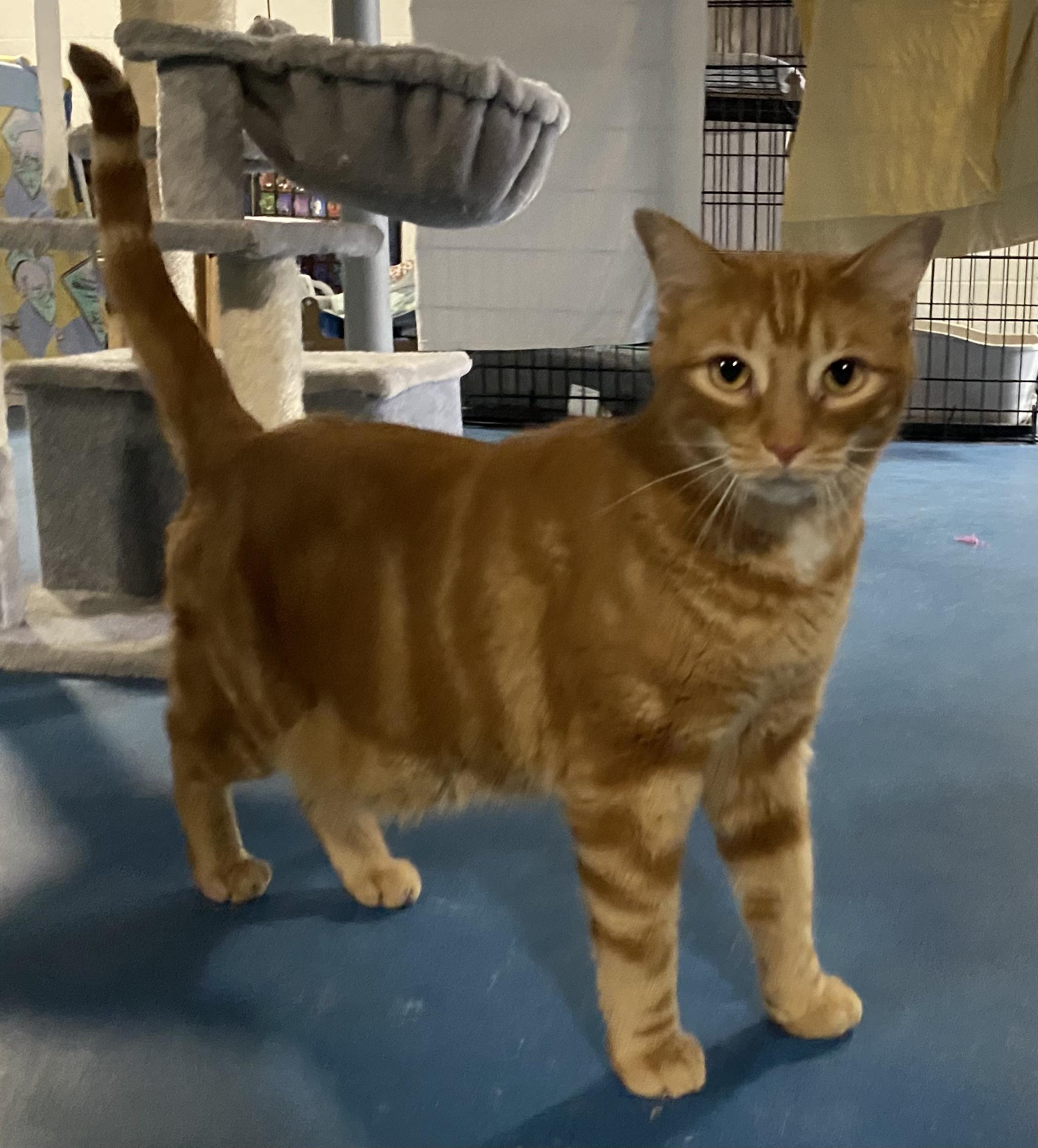 Enlarge Paprika, an adopted Domestic Short Hair in Lemoyne, PA image 6/6