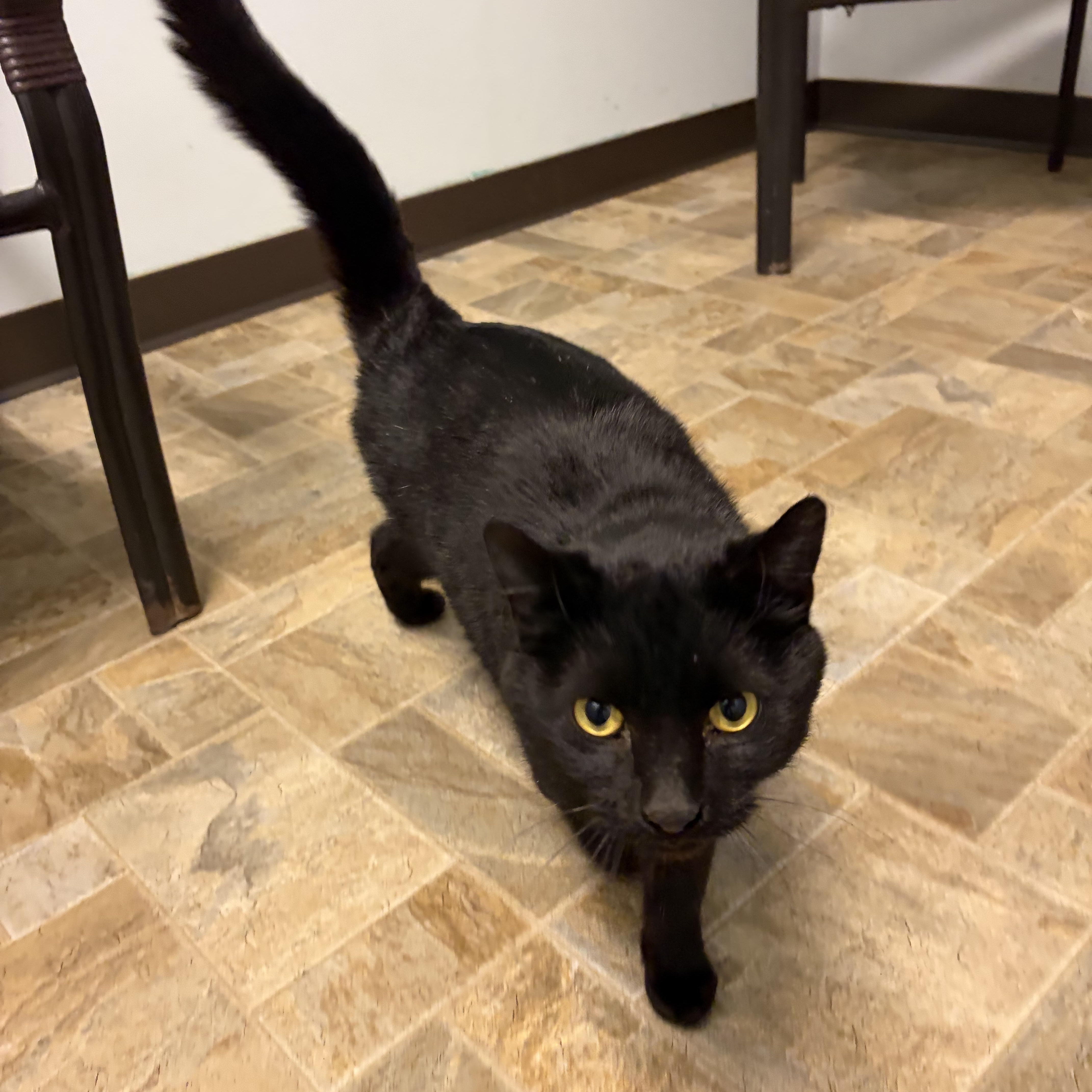 Enlarge Samson, a ADOPTABLE Domestic Short Hair in Dodgeville, WI image 5/5