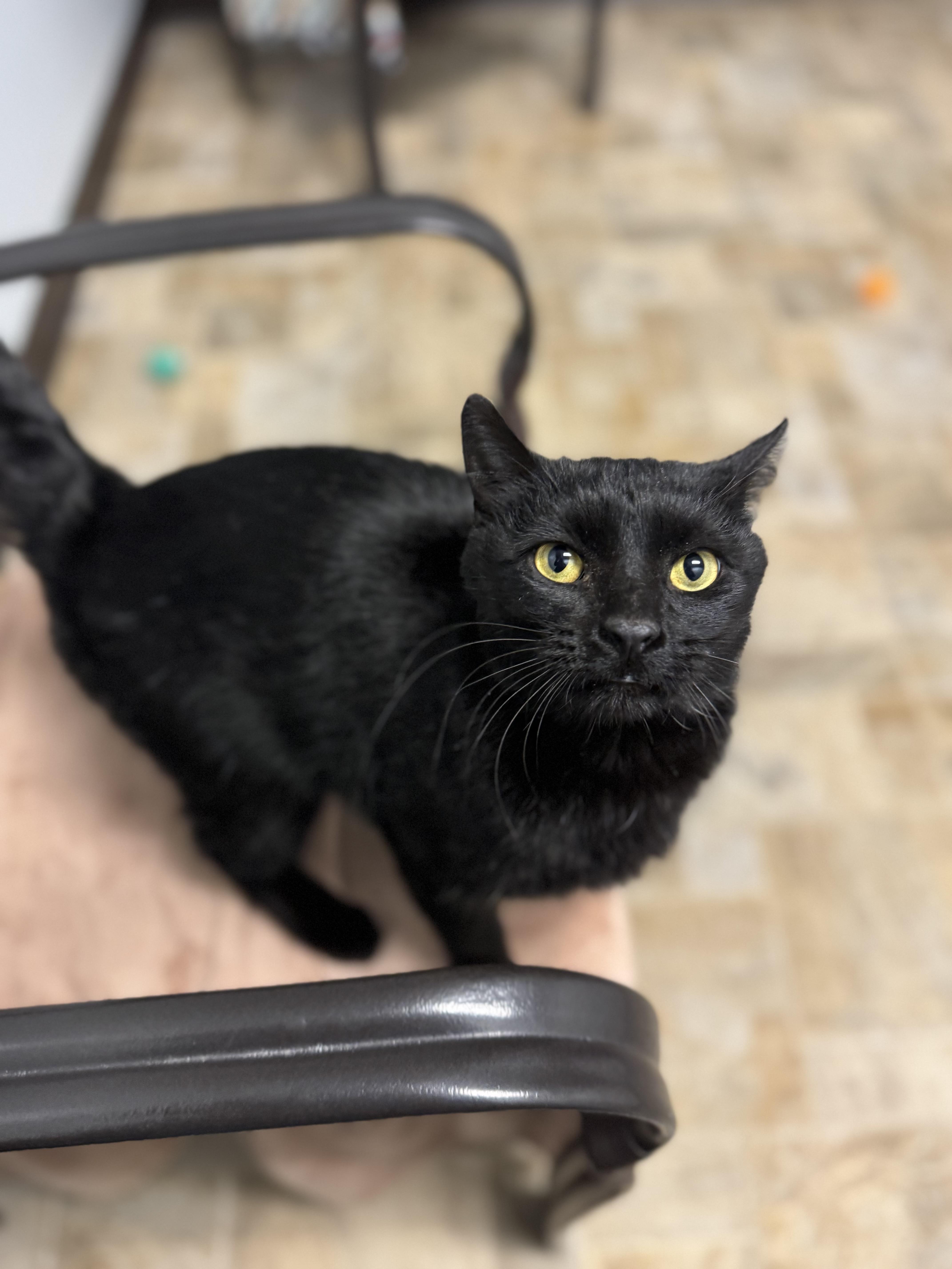 Enlarge Samson, a ADOPTABLE Domestic Short Hair in Dodgeville, WI image 4/5