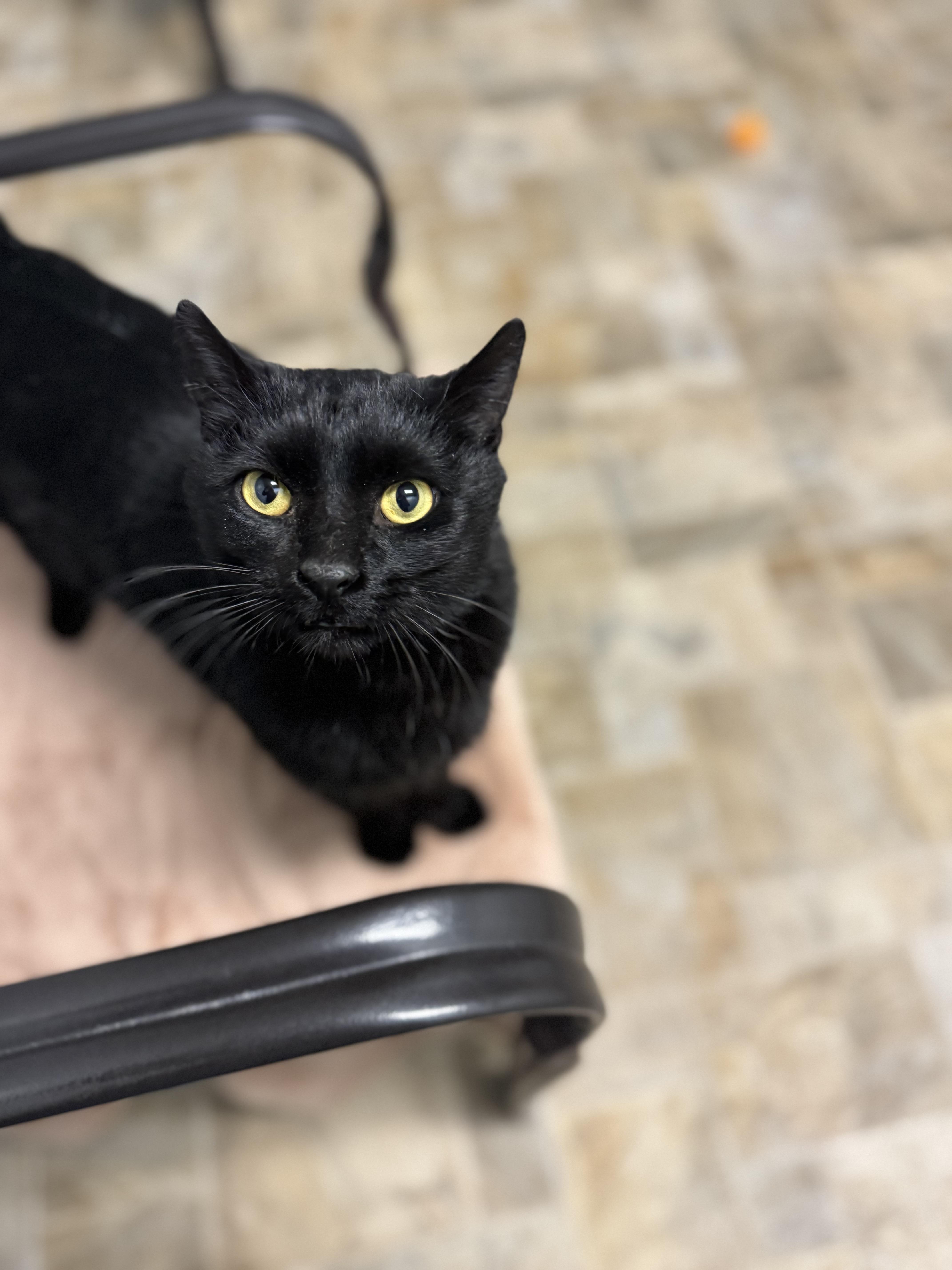 Enlarge Samson, a ADOPTABLE Domestic Short Hair in Dodgeville, WI image 1/5