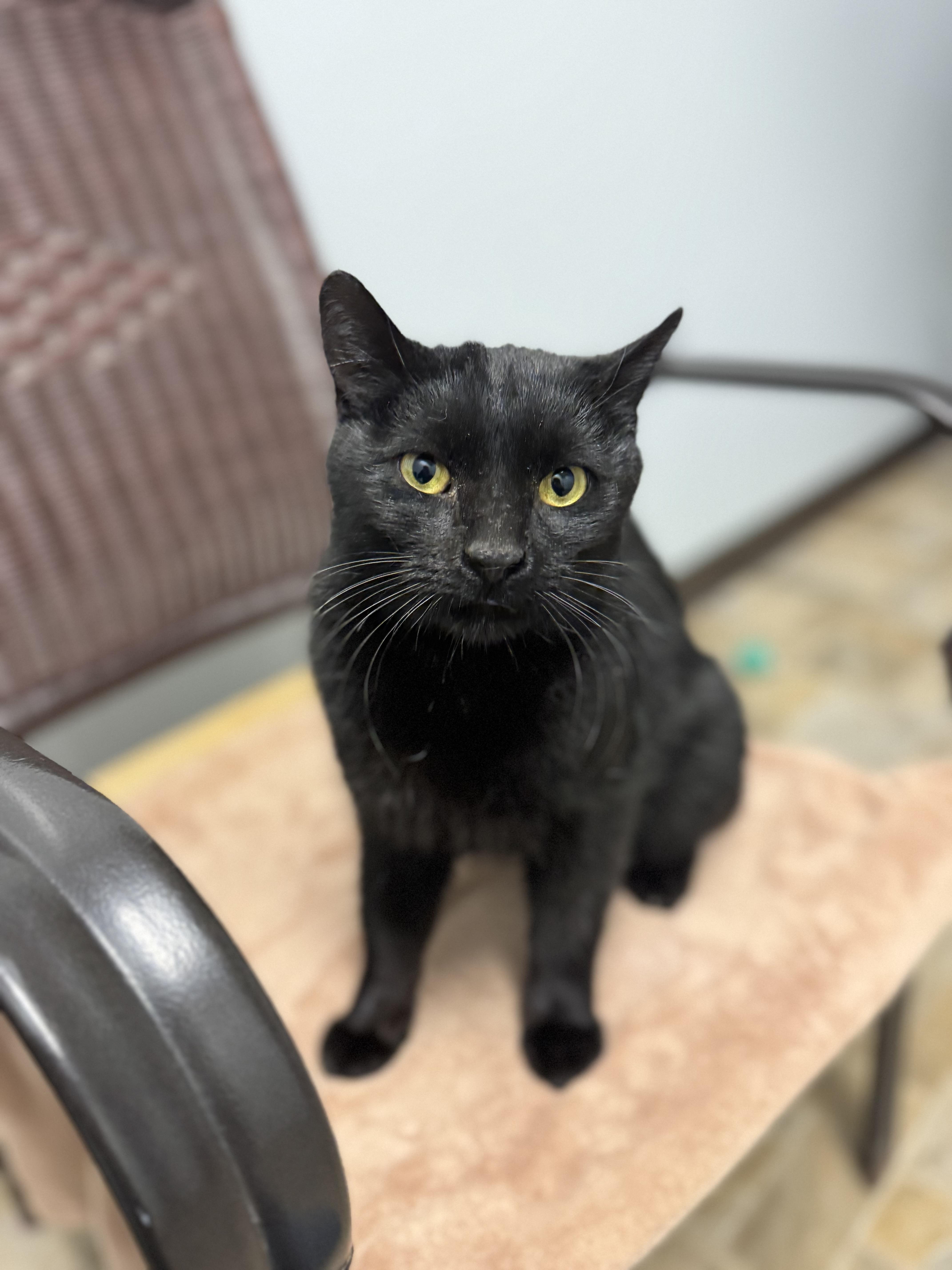 Enlarge Samson, a ADOPTABLE Domestic Short Hair in Dodgeville, WI image 2/5