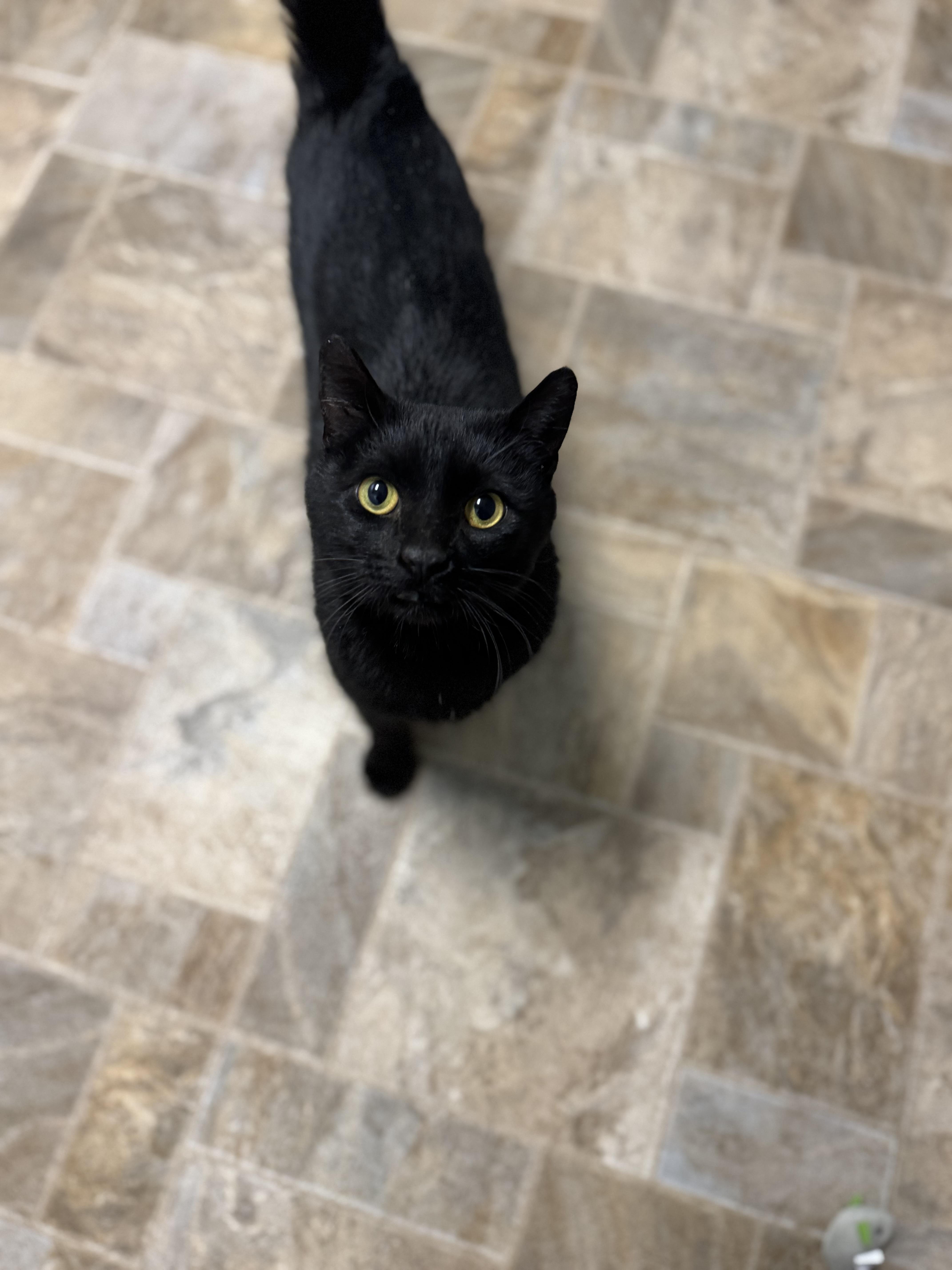 Enlarge Samson, a ADOPTABLE Domestic Short Hair in Dodgeville, WI image 3/5