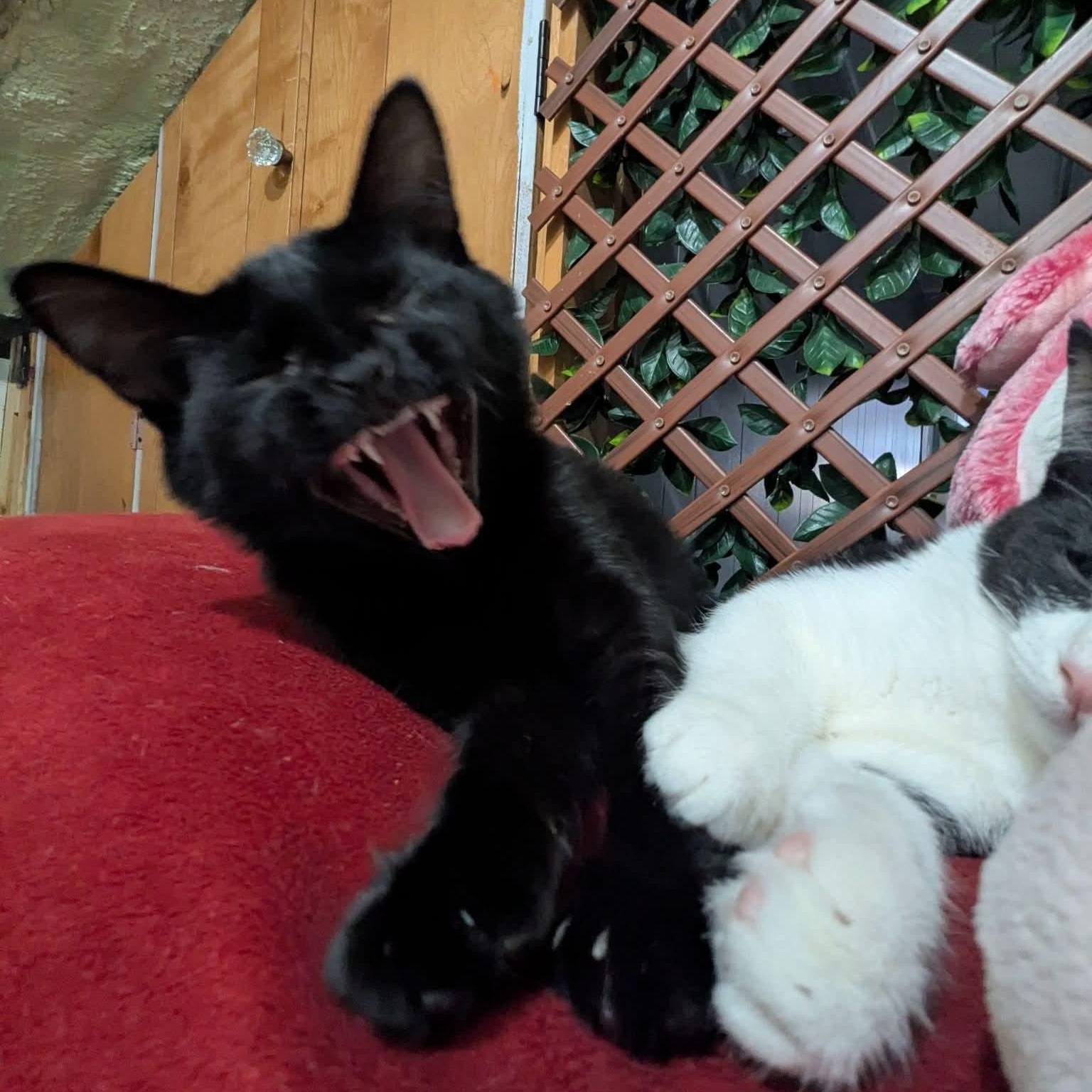 Enlarge Charlotte, a Adoptable Domestic Short Hair in Kentwood, MI image 4/4