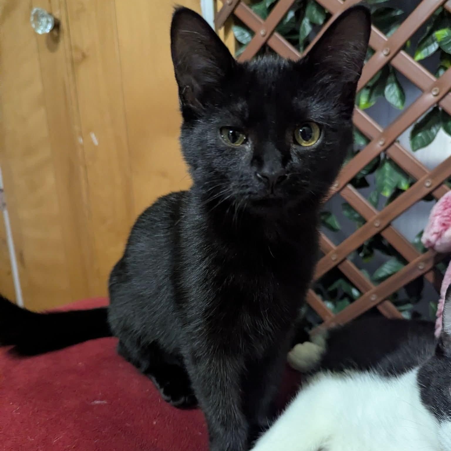 Enlarge Charlotte, a Adoptable Domestic Short Hair in Kentwood, MI image 1/4