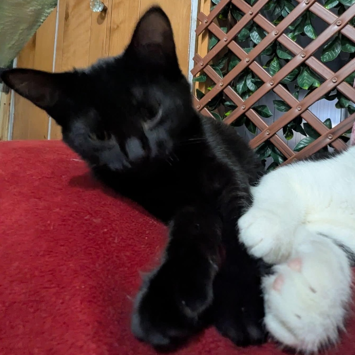Enlarge Charlotte, a Adoptable Domestic Short Hair in Kentwood, MI image 2/4