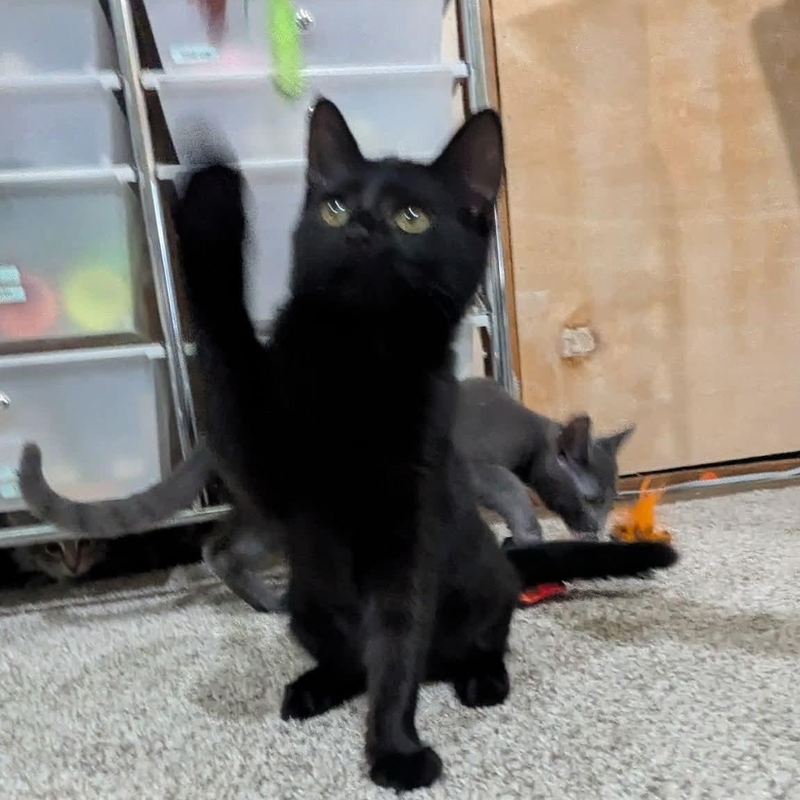 Enlarge Charlotte, a Adoptable Domestic Short Hair in Kentwood, MI image 3/4