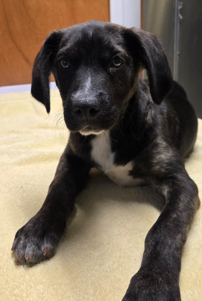 Patrick, a Adoptable mixed breed in Sandusky, OH image 1/2