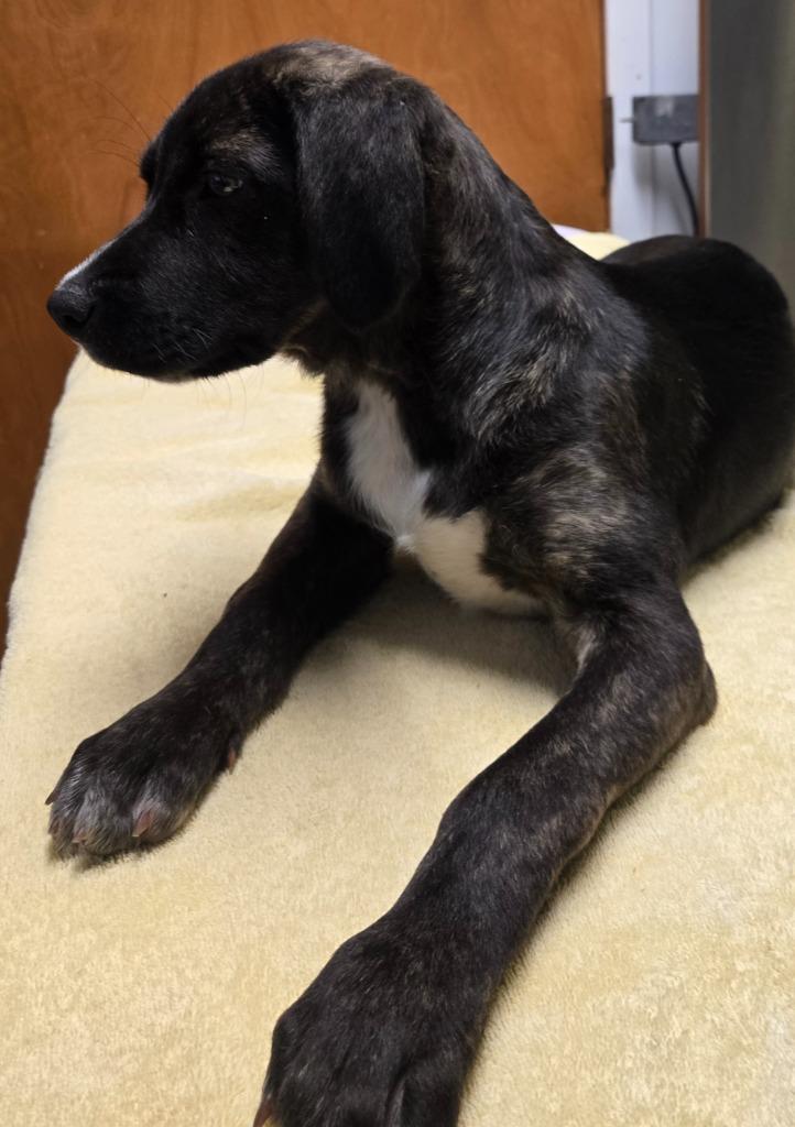 Patrick, a Adoptable mixed breed in Sandusky, OH image 2/2