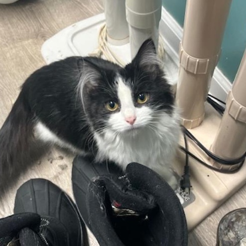 Enlarge Shayla, a ADOPTABLE Domestic Long Hair in Johnsburg, IL image 2/4