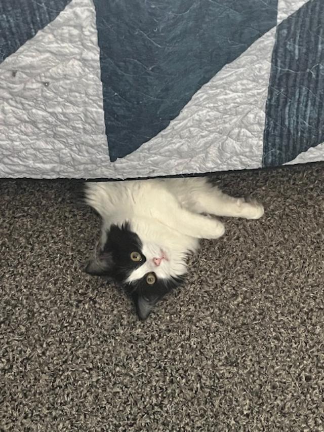 Shayla, ADOPTABLE, Young Female Domestic Long Hair.