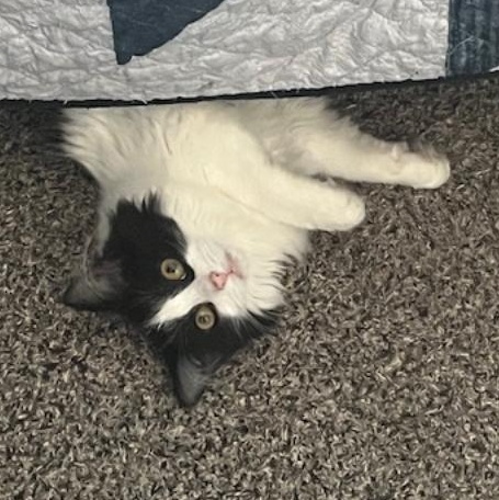 Enlarge Shayla, a ADOPTABLE Domestic Long Hair in Johnsburg, IL image 1/4