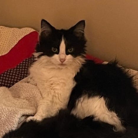 Enlarge Shayla, a ADOPTABLE Domestic Long Hair in Johnsburg, IL image 4/4