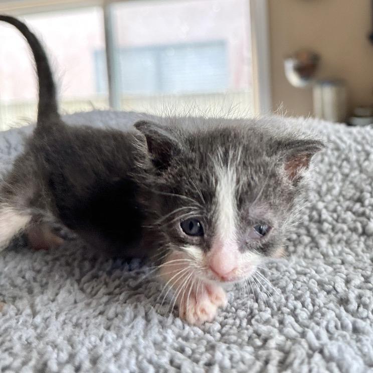 Escutcheon, Adoptable, Kitten Male Domestic Short Hair.