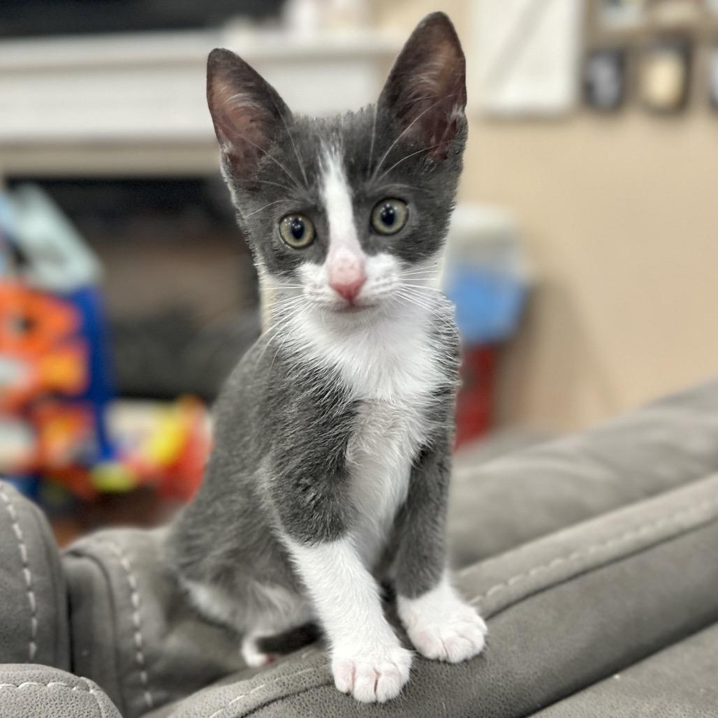 Enlarge Escutcheon, a Adoptable Domestic Short Hair in Westminster, CA image 2/3
